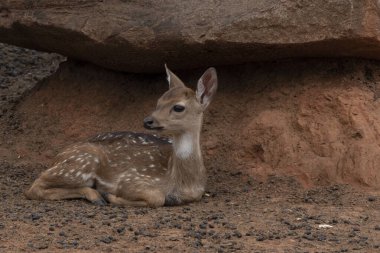 Büyük bir taşın altında yatan genç bir geyik..