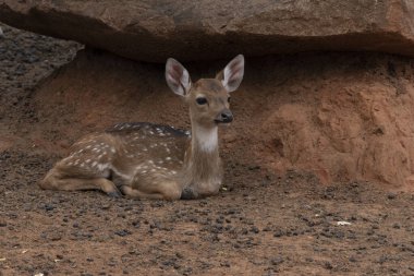 Büyük bir taşın altında yatan genç bir geyik..