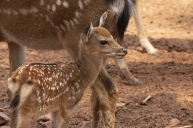 Kahverengi zeminde duran genç bir geyik.