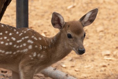 Kahverengi zeminde duran genç bir geyik.