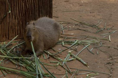 Capipara dünyanın en büyük faresidir, Güney Amerika 'ya özgüdür. Kahverengi zeminde.