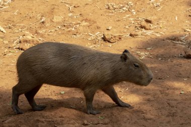 Capipara dünyanın en büyük faresidir, Güney Amerika 'ya özgüdür. Kahverengi zeminde.
