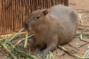 Capipara dünyanın en büyük faresidir, Güney Amerika 'ya özgüdür. Kahverengi zeminde.