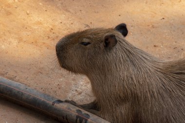 Capipara dünyanın en büyük faresidir, Güney Amerika 'ya özgüdür. Kahverengi zeminde.