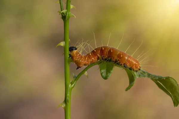Een Close Macro Geïsoleerd Beeld Van Een Gulf Fritillary Caterpillar — Stockfoto