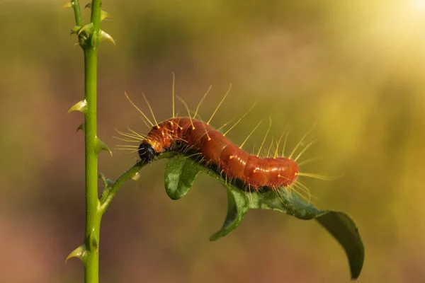 Image Macro Isolée Rapprochée Une Chenille Fritillaire Golfe Chenille Une — Photo