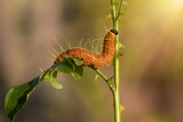 Крупный План Макроизолированное Изображение Залива Fritillary Caterpillar Гусеница Имеет Ярко — стоковое фото