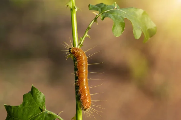 Крупный План Макроизолированное Изображение Залива Fritillary Caterpillar Гусеница Имеет Ярко — стоковое фото