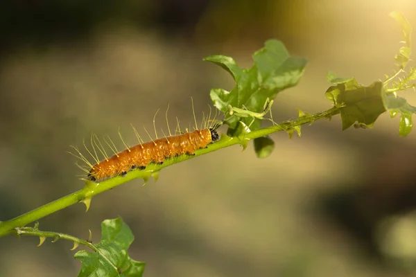 Крупный План Макроизолированное Изображение Залива Fritillary Caterpillar Гусеница Имеет Ярко — стоковое фото