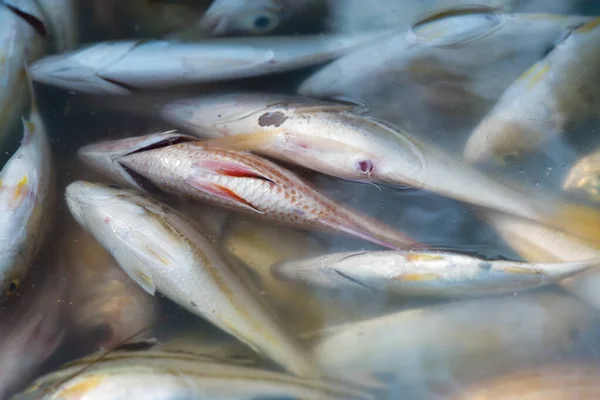 魚の海 新鮮な魚介類は地元の漁師を形成し 地元の漁師市場 — ストック写真