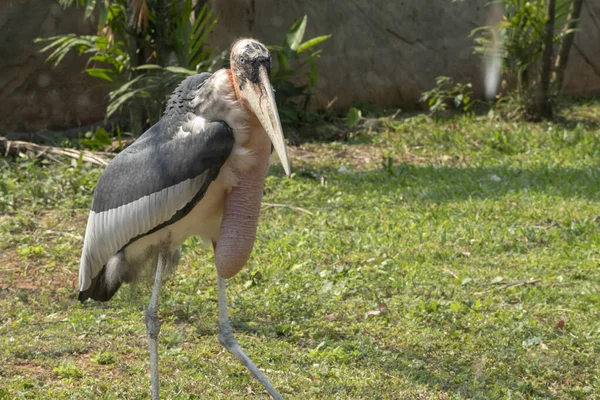 Daha büyük emir subayı (Leptoptilos dubius), uzun bir mideyle yakın çekim.