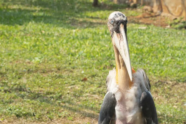 Mayor Ayudante Leptoptilos Dubius Primer Plano Con Estómago Largo — Foto de Stock