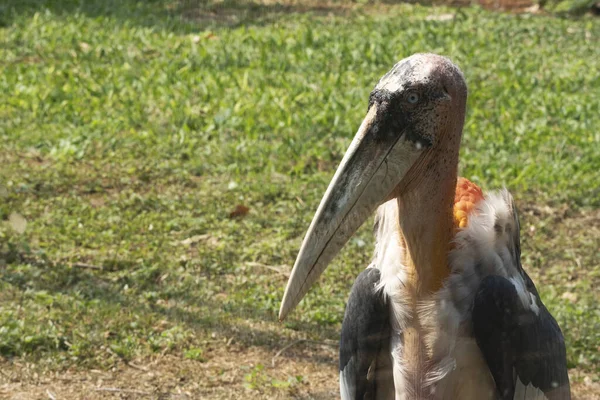 Daha büyük emir subayı (Leptoptilos dubius), uzun bir mideyle yakın çekim.