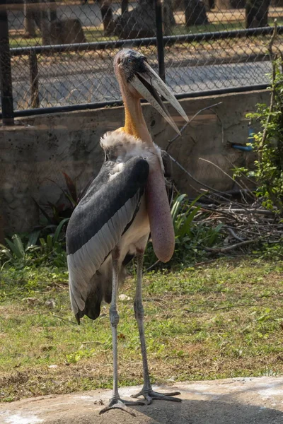 Daha büyük emir subayı (Leptoptilos dubius), uzun bir mideyle yakın çekim.