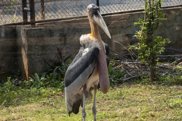 Daha büyük emir subayı (Leptoptilos dubius), uzun bir mideyle yakın çekim.