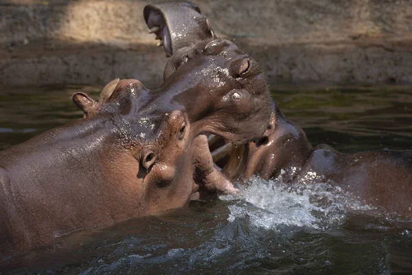 Dos Hipopótamos Peleando Río —  Fotos de Stock