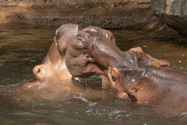 Dos Hipopótamos Peleando Río —  Fotos de Stock