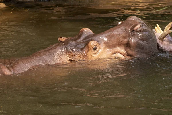 Dos Hipopótamos Peleando Río —  Fotos de Stock