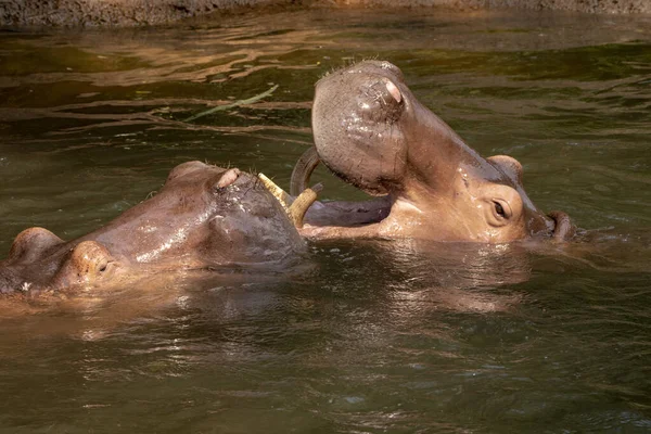 Dos Hipopótamos Peleando Río —  Fotos de Stock