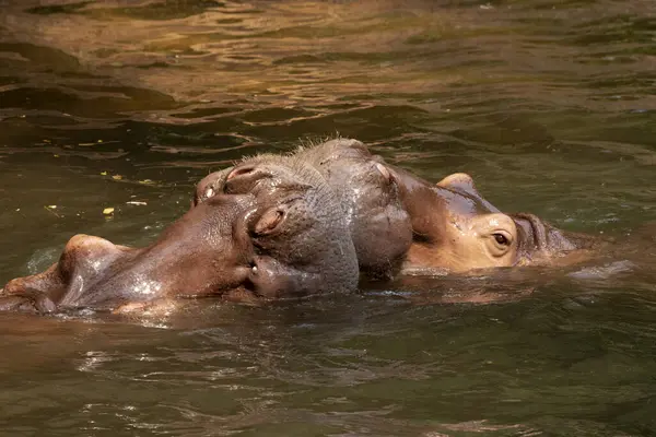 Dos Hipopótamos Peleando Río —  Fotos de Stock
