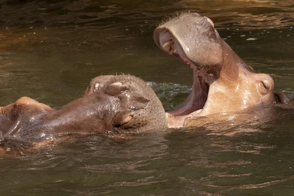 Twee Nijlpaarden Vechten Rivier — Stockfoto