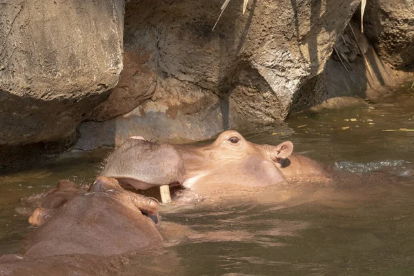 Dos Hipopótamos Peleando Río —  Fotos de Stock