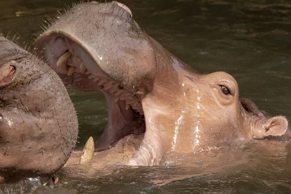 Dos Hipopótamos Peleando Río —  Fotos de Stock