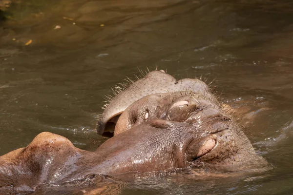 Deux Hippopotames Battant Dans Rivière — Photo