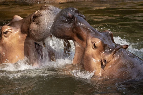 Dos Hipopótamos Peleando Río — Foto de Stock