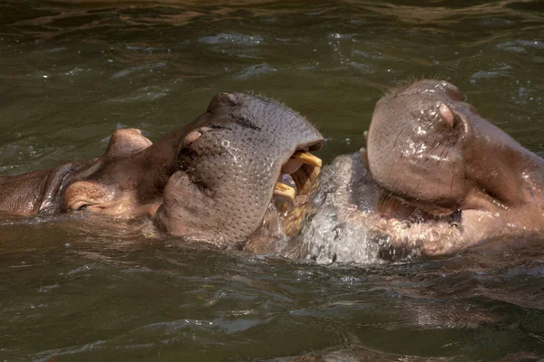 Dos Hipopótamos Peleando Río —  Fotos de Stock