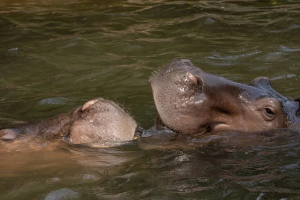 Dos Hipopótamos Peleando Río —  Fotos de Stock