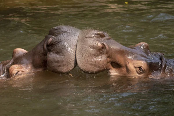 Dos Hipopótamos Peleando Río —  Fotos de Stock