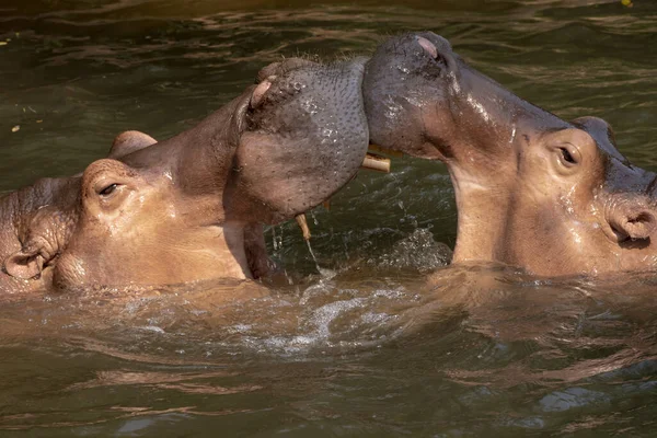 Dos Hipopótamos Peleando Río —  Fotos de Stock