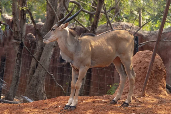 Kudu Young Tragelaphus Strepsiceros Zoo Nakhonratchasima Thailand — Stock Photo, Image