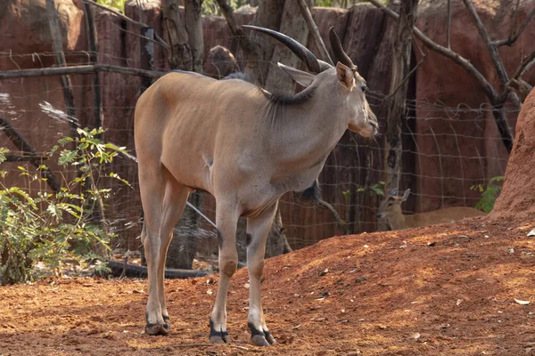 Kudu Young Tragelaphus Strepsiceros Zoo Nakhonratchasima Thailand — Stock Photo, Image