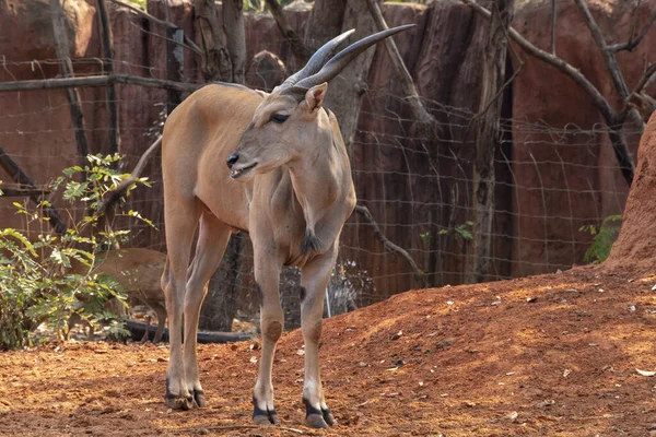 Hayvanat Bahçesi Nakhonratchasima Thailand Kudu Young Tragelaphus Strepsiceros — Stok fotoğraf