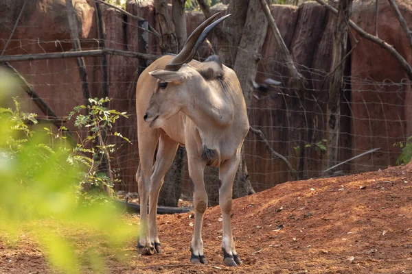 Hayvanat Bahçesi Nakhonratchasima Thailand Kudu Young Tragelaphus Strepsiceros — Stok fotoğraf