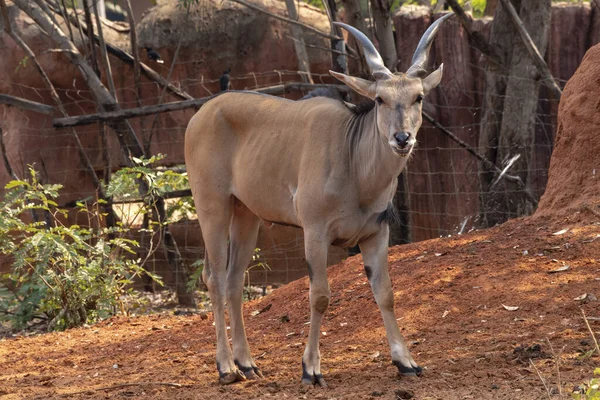 タイのナホノラチャシマ動物園のクド ヤングン Tragelaphus Strpsicero — ストック写真