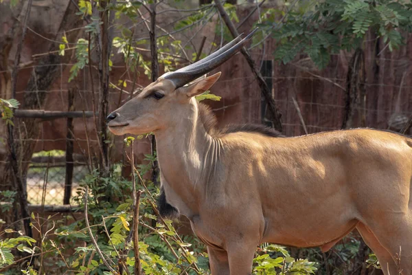 Kudu Giovane Tragelaphus Strepsiceros Zoo Nakhonratchasima Thailandia — Foto Stock