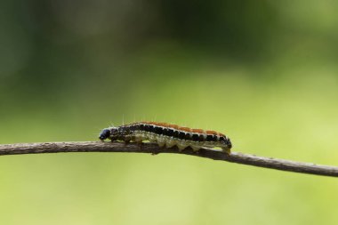 Dalın üzerinde yatan bir tırtıl.