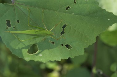 Yeşil arkaplan yapraklı yeşil çekirge..