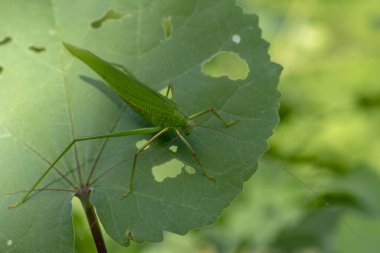 Yeşil arkaplan yapraklı yeşil çekirge..