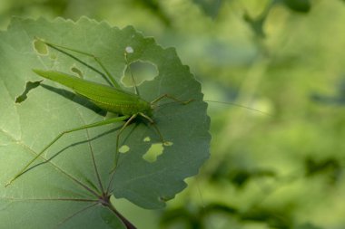 Yeşil arkaplan yapraklı yeşil çekirge..