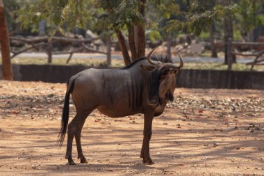 Antiloplar kırmızı toprakta duran büyük bir antilop olarak düşünülüyordu..
