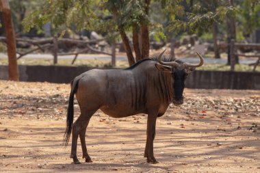Antiloplar kırmızı toprakta duran büyük bir antilop olarak düşünülüyordu..