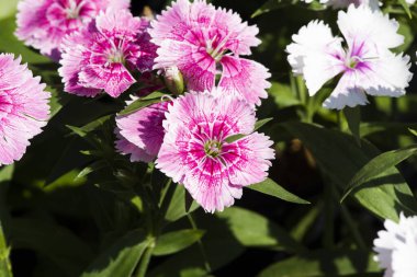 Resim, dianthus çiçeği Mor pembe, rengarenk güzel bahçe