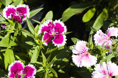 Resim, dianthus çiçeği Mor pembe, rengarenk güzel bahçe