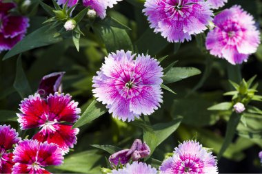 Resim, dianthus çiçeği Mor pembe, rengarenk güzel bahçe