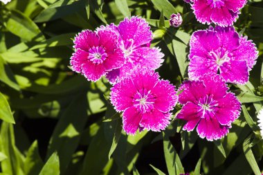 Resim, dianthus çiçeği fuşya, rengarenk bir bahçe.