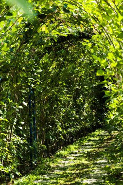 Resim, ağaç tüneli, rengarenk bir bahçe..